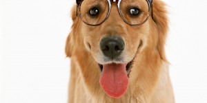 perro usando lentes