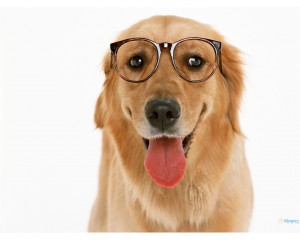 perro usando lentes